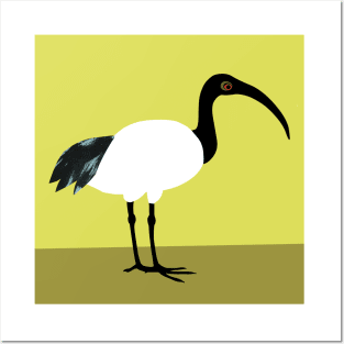 Sacred ibis Posters and Art